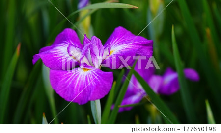 The purple irises blooming in Horikiri Iris Garden are a sight to behold. 127650198