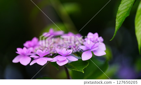 Hydrous hydrangea wet in the rainy season of rainy season 127650205
