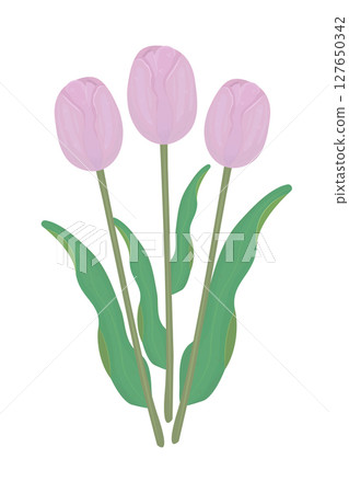 Three pink tulips with leaves, colorful illustration 127650342
