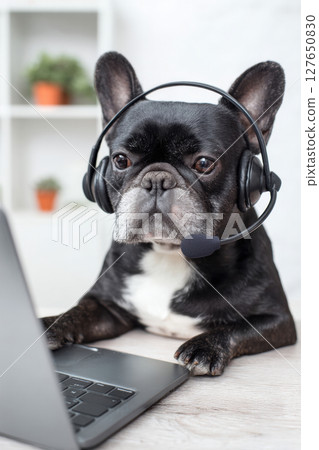 French Bulldog with Headset Teaching Online Class in Home Office French Bulldog with Headset Teaching Online Class in Home Office 127650830