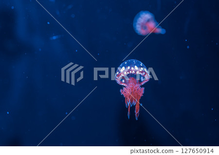 underwater photography jellyfish mastigias papua, spotted jelly, lagoon jelly, golden medusa underwater photography jellyfish mastigias papua, spotted jelly, lagoon jelly, golden medusa 127650914