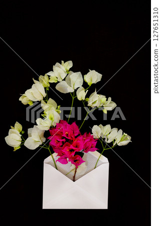 bougainvillea flora local flowers of asia arrangement in white envelope on background black. 127651310