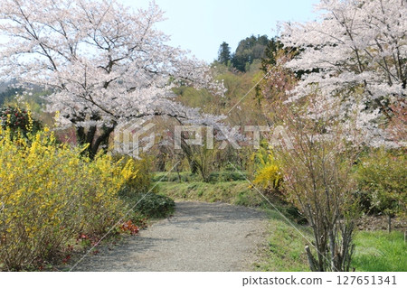 Hanamiyama Park Promenade 127651341