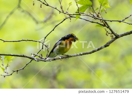 A bush warbler holding an insect A bush warbler holding an insect 127651479