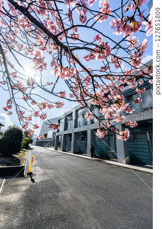 香取市小見川辦事處的河津櫻花 127651809