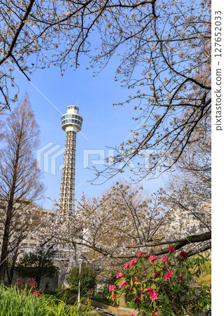 山下公園的櫻花 127652033