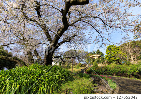 在可以看到港口的山公園的櫻花 127652042