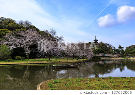 Cherry blossoms at Sanpi Garden Cherry blossoms at Sanpi Garden 127652066