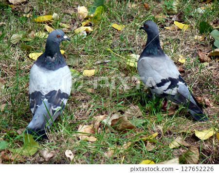 two pigeons in the city on the green grass 127652226