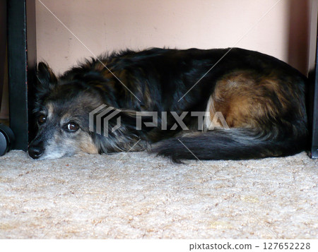 abandoned lonely dog lies sad mongrel on carpet 127652228