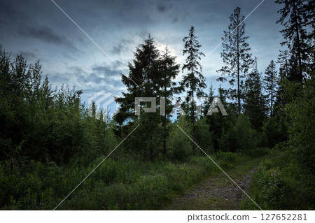 A tranquil view of a forest with tall evergreen trees and a pathway at night 127652281