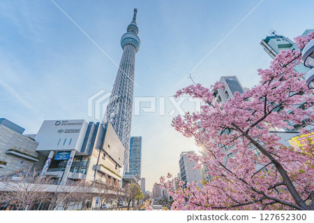 Tokyo Skytree, Solamachi and Kawazu cherry blossoms (morning) 127652300