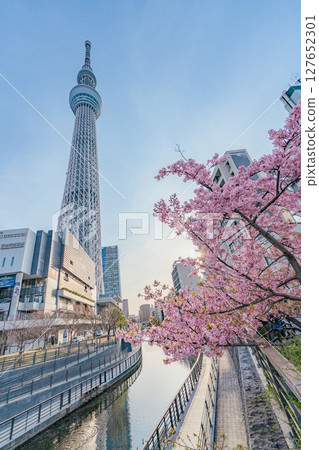 Tokyo Skytree, Kawazu cherry blossoms and Kitajukken River (morning) Tokyo Skytree, Kawazu cherry blossoms and Kitajukken River (morning) 127652301
