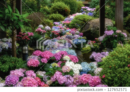 繡球花盛開的天引觀音寺 127652571