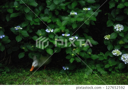 繡球花盛開的天引觀音寺 127652592