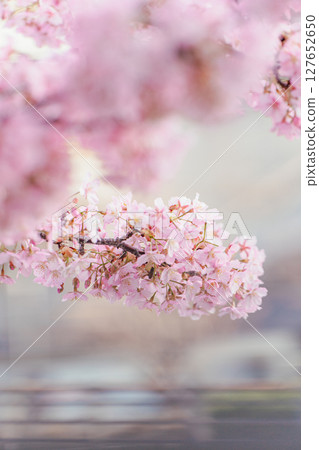 Kawazu cherry blossoms under the Skytree 127652650
