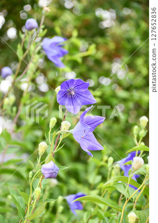 Kikyo Balloon flower Kikyo Balloon flower 127652836