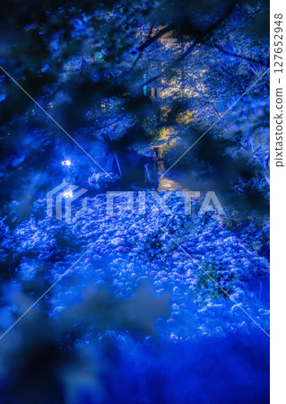 Illumination of hydrangeas at Amabiki Kannon Temple 127652948