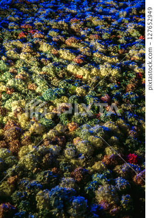 Illumination of hydrangeas at Amabiki Kannon Temple Illumination of hydrangeas at Amabiki Kannon Temple 127652949