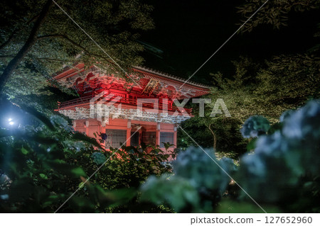 雨引觀音寺的繡球花燈會 127652960