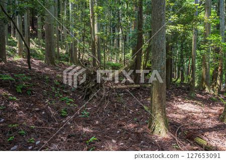滋賀郡長濱市餘鄉町餘鄉湖畔的針葉林 滋賀郡長濱市餘鄉町餘鄉湖畔的針葉林 127653091