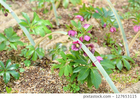 聖誕玫瑰鮮花 127653115