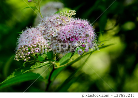 薔薇科繡線菊紅色花朵 127653215