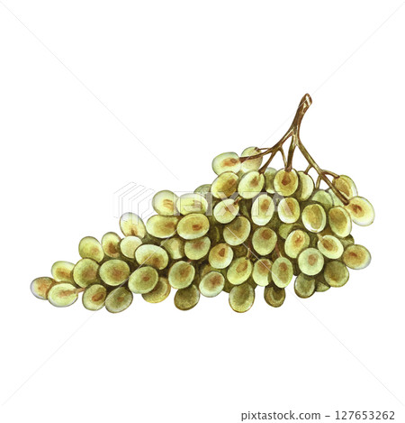 A bunch of white grapes. A hand-drawn watercolor illustration. An isolate. Color image. A design element for packaging and labels. For banners and posters. For restaurant menus, bars, and more. A bunch of white grapes. A hand-drawn watercolor illustration. An isolate. Color image. A design element for packaging and labels. For banners and posters. For restaurant menus, bars, and more. 127653262