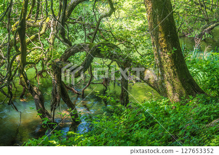 滋賀縣長濱市餘五町餘五湖畔的樹木 127653352