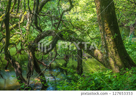 Trees standing on the waterfront of Lake Yogo, Yogo Town, Nagahama City, Shiga Prefecture 127653353
