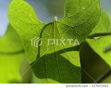 Perennial vines in Aichi Prefecture Forest Park: Aristolochiaceae (Tanzawa Aristolochiaceae) 127653403