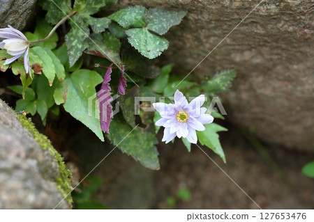 清爽的雪割一毛花 127653476