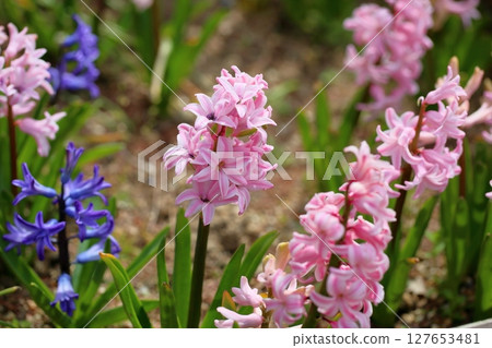 Cute hyacinth flowers 127653481