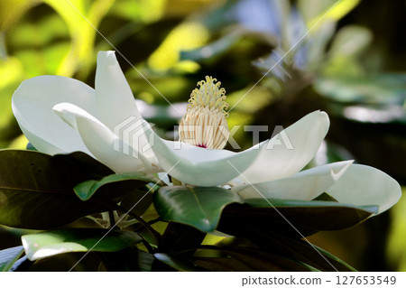 Taisambok flowers Taisambok flowers 127653549