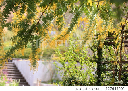 盛開的銀相思花 127653601