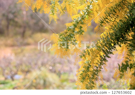 盛開的銀相思花 127653602