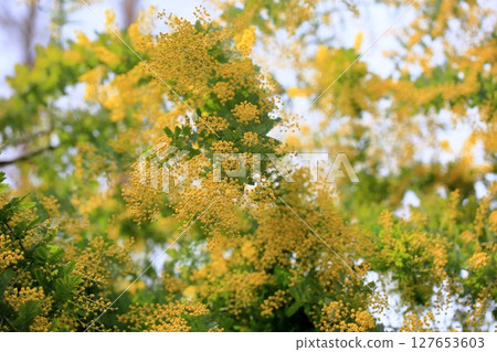 盛開的銀相思花 127653603