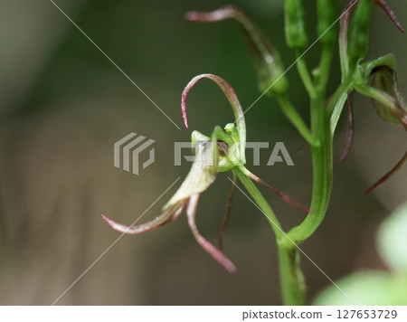 蘭科植物的開花 127653729