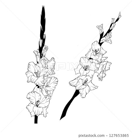 Hand drawn line art gladiolus flower Hand drawn line art gladiolus flower 127653865