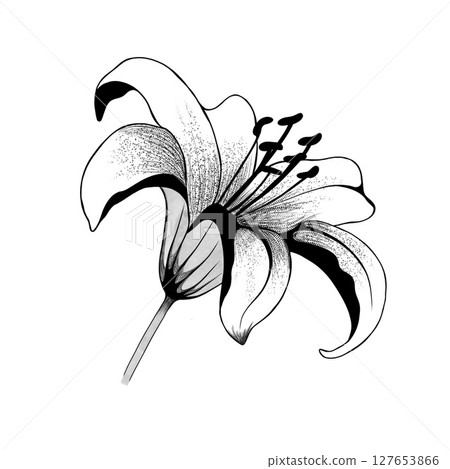 beautiful monochrome black and white bouquet lily isolated on background. Hand-drawn. design greeting card and invitation of the wedding, birthday, Valentine's Day, mother's day and other holiday beautiful monochrome black and white bouquet lily isolated on background. Hand-drawn. design greeting card and invitation of the wedding, birthday, Valentine's Day, mother's day and other holiday 127653866