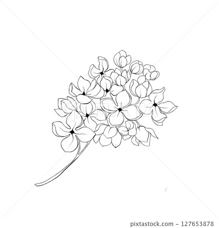 Hydrangea plant, beautiful blooming twig with flowers. botanical tattoo idea Hydrangea plant, beautiful blooming twig with flowers. botanical tattoo idea 127653878