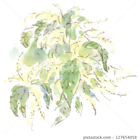 Watercolor illustration of early summer plants, cream-colored flowers, chestnut male flowers 127654058