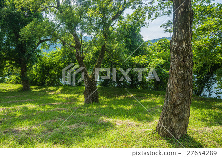 滋賀郡長濱市餘鄉町餘鄉湖畔的樹木 127654289