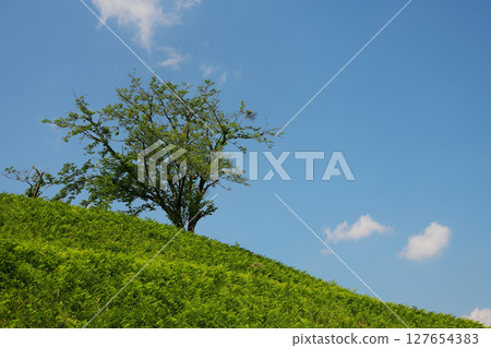 山上的樹木和晴朗的天空 127654383