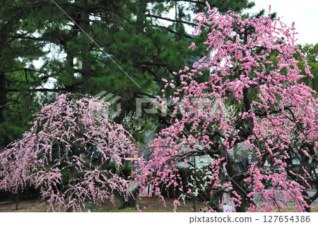荒子公園的梅花 荒子公園的梅花 127654386