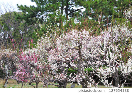 荒子公園的梅花 127654388