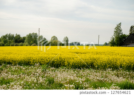 Blooming rapeseed field and dandelions in countryside landscape on Summer day Blooming rapeseed field and dandelions in countryside landscape on Summer day 127654621