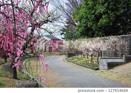荒子公園的梅花 荒子公園的梅花 127654689