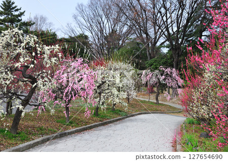 荒子公園的梅花 荒子公園的梅花 127654690