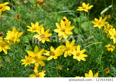 Threadleaf coreopsis 127654901